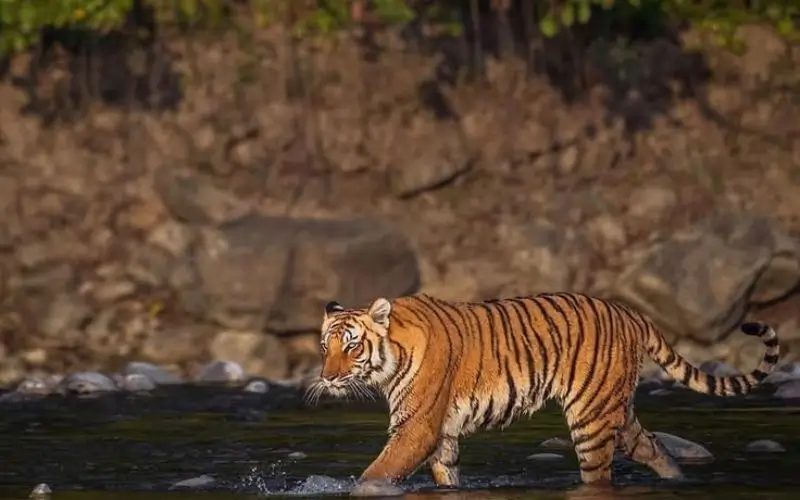 Jim Corbett National Park
